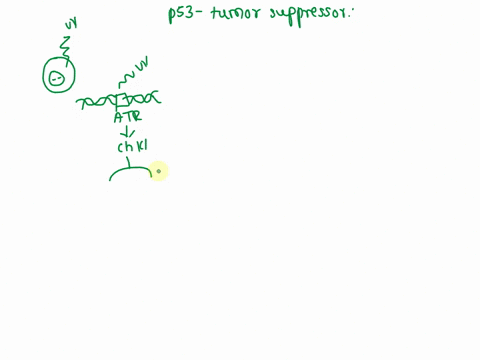 question-9explain-how-p53-functions-in-a-cell-that-sustained-dna-damage-to-prevent-progression-of-that-cell-into-a-cancer-cell-36746