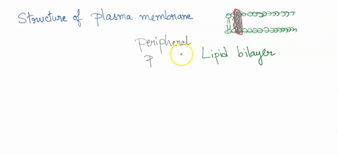 lateral-diffusion-flip-flop-flexion-rotation-72614