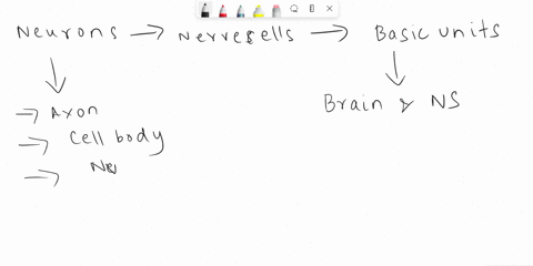 according-to-the-picture-the-structure-labeled-c-is-called-axon-cell-body-dendrites-nucleus-99026