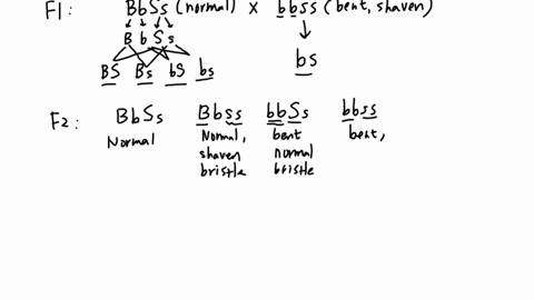 in-fruit-flies-normal-wings-are-dominant-to-bent-wings-and-at-a-different-gene-normal-bristles-are-dominant-to-shaven-very-short-looking-bristles_-a-cross-was-made-between-3-homozygous-norma-88617