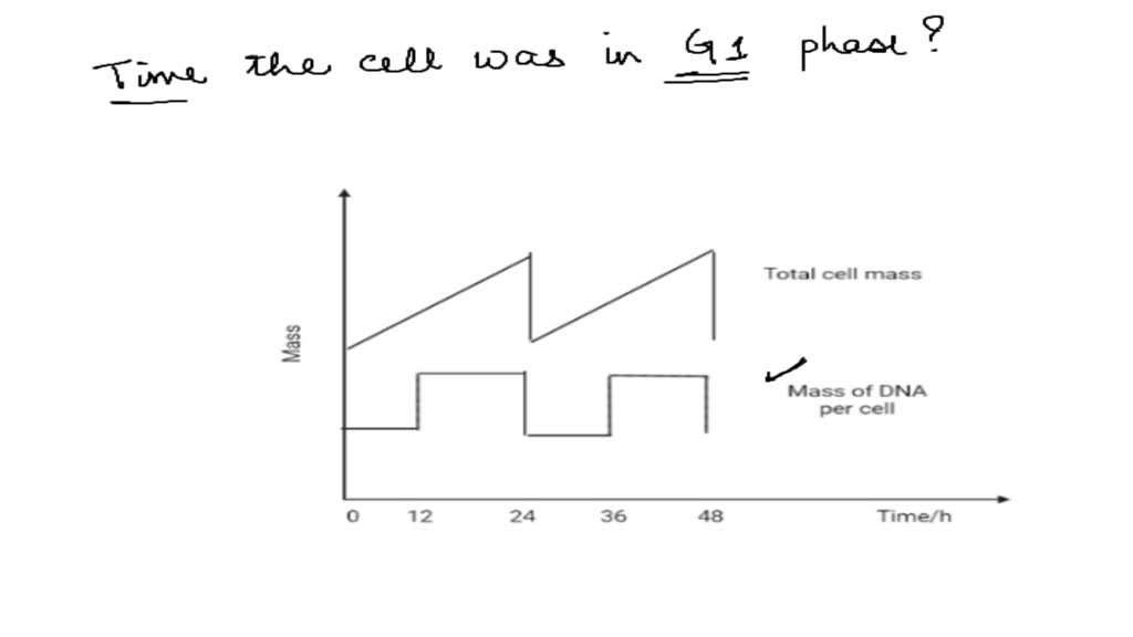 SOLVED: The graph below shows the changes in the mass of DNA per cell