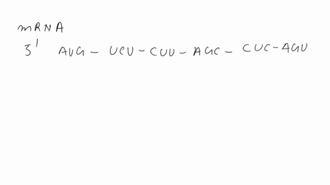 which-amino-acid-sequence-will-be-generated-during-transcription-based-on-the-following-mrna-codon-sequence-5-aug-ucu-cuu-agc-cuc-agu-3-second-base-uuu-ucu-uau-ugu-phe-cys-uuc-ucc-uac-ugc-uu-18533