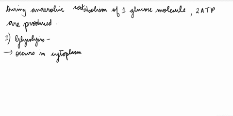 how-many-net-atp-can-be-produced-from-full-anaerobic-catabolism-of-a-molecule-of-glucose-released-from-glycogen-in-a-muscle-cell-please-read-question-carefully-only-answer-if-you-are-confide-97324