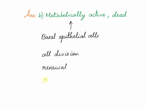 basal-epithelial-cells-are-_____-while-apical-epithelial-cells-are-_____-a-dead-metabolically-active-b-metabolically-active-dead-60768