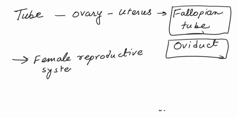 what-is-the-tube-connecting-the-ovary-to-the-uterus-called-31708