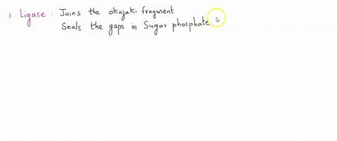 place-the-following-enzymes-in-the-order-in-which-they-function-in-dna-replication-ligase-primase-2-82338