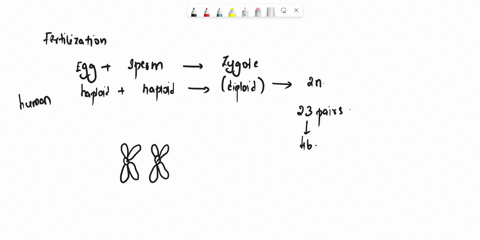 station-true-or-false-questions-the-zygote-formed-by-the-union-of-haploid-gametes-in-humans-receives-a-a-random-number-of-chromosomes-from-each-parent-b-equal-number-of-chromosomes-from-each-01368