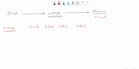 use-the-chart-below-to-determine-the-amino-acid-sequence-of-the-following-strand-of-mrna-mrna-strand-augaagggcuga-amino-acids-10-use-the-chart-below-to-determine-mrna-the-amino-acid-sequence-08848