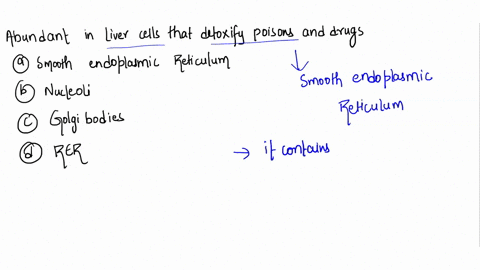 which-organelle-would-be-abundant-in-liver-cells-that-detoxify-poisons-and-drugs-a-smooth-endoplasmic-reticulum-b-nucleoli-c-golgi-bodies-drough-endoplasmic-reticulum-52095