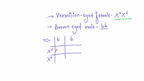 in-the-fruit-fly-drosophila-melanogaster-wild-type-eye-color-is-a-brick-red-color-and-is-produced-by-the-action-of-two-genes-one-producing-red-color-the-other-brown-vermilion-is-an-x-linked-78351