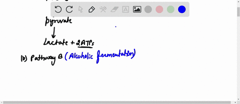 based-on-the-figure-above-_________atp-molecules-are-formed-by-fermentation-a-2-c-36-b-8-d-38-pathway-a-glucose-pathway-b-glucose-pathway-c-glucose-pyruvic-acid-pyruvic-acid-pyruvic-acid-car-91811