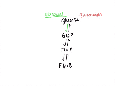 what-enzyme-catalyzes-the-glycolytic-reaction-that-adds-a-phosphate-group-from-atp-to-fructose-6-phosphate-what-enzyme-catalyzes-the-formation-of-fructose-6-phosphate-during-gluconeogenesis-81589