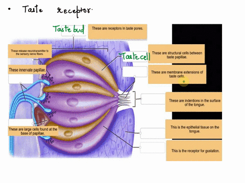 correctly-label-the-anatomical-elements-of-a-taste-bud-tongue-epithelium-these-are-receptors-in-taste-pores-synaptic-vesicles-these-release-neurotransmitter-to-the-sensory-nerve-fibers-these-04637