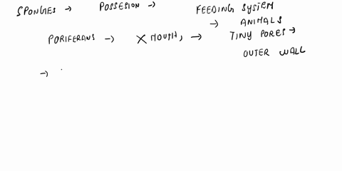 the-distinction-between-sponges-and-other-animal-phyla-is-based-mainly-on-the-absence-versus-the-presence-of-17618