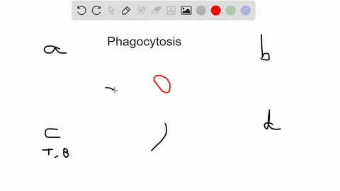 question-1-which-of-the-following-white-blood-cells-is-capable-of-phagocytosis-1basophil-2-eosinophil-3lymphocyte-4neutrophil-78547