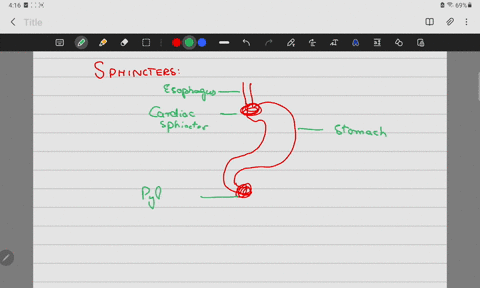 pyloric-sphincter-allows-only-a-small-amount-of-chyme-to-enter-the-small-intestine-iols-12-true-false-40135
