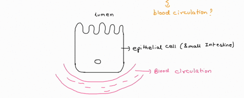 after-digestion-of-carbohydrates-glucose-must-cross-the-intestinal-brush-border-to-get-to-the-blood-which-one-of-the-following-statements-is-true-about-glucose-transport-from-the-intestinal-81745
