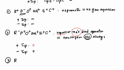 1-for-each-of-the-e-coli-strains-below-determine-the-expression-pattern-of-the-trp-e-and-operatornametrp-mathrmc-genes-in-the-presence-and-absence-of-tryptophan-in-the-wild-type-strain-genotype-mathrm
