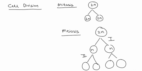a-group-of-cells-in-assayed-tested-for-dna-content-immediately-following-mitosis-ad-is-found-to-have-an-average-of-6-picograms-of-dna-per-nucleus-those-cells-would-have-picograms-at-the-end-36303