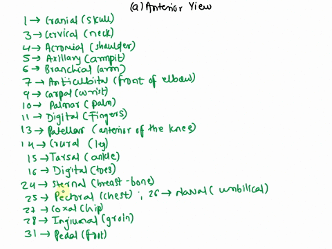 match-the-anatomical-terms-that-most-accurately-describes-the-colored-body-region-in-figure-14-then-refer-to-your-textbook-to-label-the-abdominopelvic-regions-in-figure-15-and-identify-at-le-96528