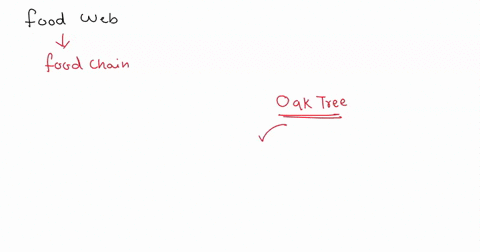create-a-food-web-using-a-snake-deercoyote-bear-squirrel-raccoonmoss-and-oak-tree-47826