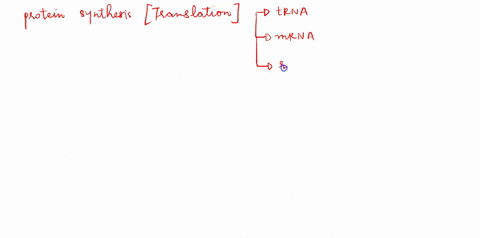 ribosomes-need-mrna-and-trna-to-help-complete-translation-which-statement-correctly-describes-their-roles-a-trna-builds-the-ribosome-while-mrna-translates-the-nucleus-into-a-protein-b-mrna-h-07937