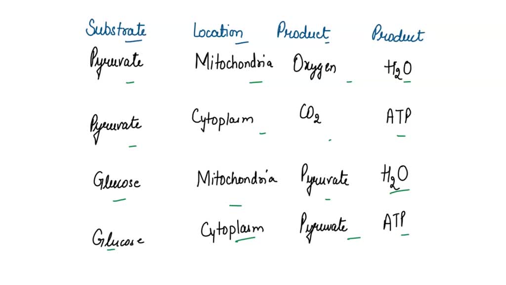 Solved Which Row In The Table Describes The First Stage Of Cellular