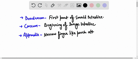 identify-the-part-of-the-digestive-system-that-includes-the-following-duodenum-cecum-appendix-rectum-06496