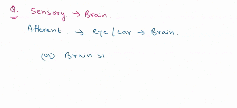 neurons-that-carry-sensory-information-to-the-brain-are-called-a-autonomic-neurons-b-neurotic-neurons-c-afferent-neurons-d-motor-neurons-e-efferent-neurons-74218