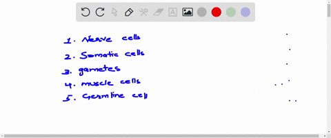 animal-cells-that-are-haploid-are-called-nerve-cells-somatic-cells_-gametes-muscle-cells_-germ-iine-cells-59043