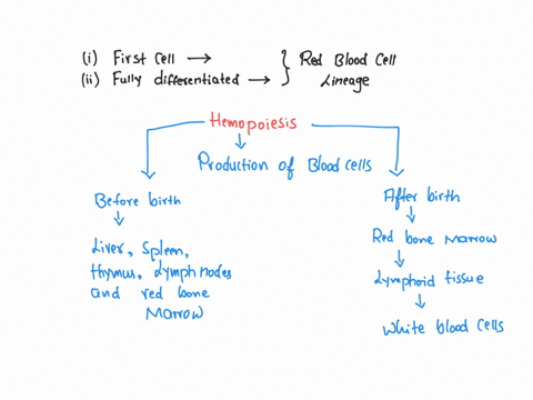the-lineage-of-a-red-blood-cell-originates-from-the-hemocytoblast-which-can-go-on-to-become-any-type-of-blood-cell-one-of-which-is-the-myeloid-progenitor-cell-the-myeloid-progenitor-cell-can-52883