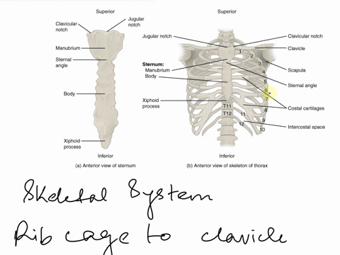 13the-rib-cage-is-as-superior-to-the-clavicles-collar-bones-b-anterior-c-posterior-d-inferior-e-ventral-50748