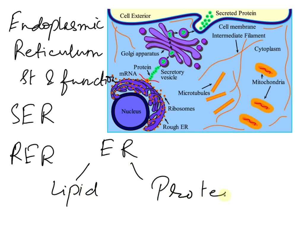SOLVED The ER has two distinct regions that differ in structure and