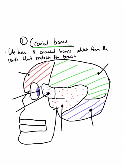 21_-which-of-the-following-is-a-cranial-bone-a-parietal-bone-b-mandibular-bone-c-vomer-bone-d-nasal-bone-64934