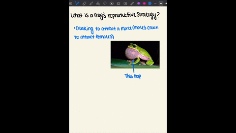 what-is-the-reproductive-strategy-for-frogs-58668