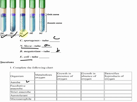 which-tube-represents-what-you-would-expect-from-each-of-the-four-organisms-base-your-results-on-the-descriptions-of-the-individual-organisms-oxic-zone-anoxic-zone-a-6-c-fiedie-6-1-bred-bklu-40682