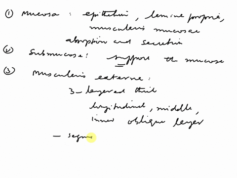 review-sheet-ingenga-38-anatomy-of-the-digestive-system-name-lab-timedat-general-histological-plan-of-the-alimentary-canal-1the-gone-features-of-the-anentary-canal-are-ted-belowilli-wallayer-91171