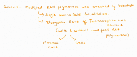scientists-studying-transcription-in-yeast-saccharomyces-cerevisiae-created-an-experimental-strain-that-produced-a-modified-rna-polymerase-containing-a-single-amino-acid-substitution-the-sci-83683