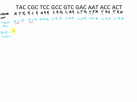 given-the-following-dna-template-write-out-the-cdna-mrna-trna-anticodons-and-give-the-amino-acid-sequence-what-are-the-three-possible-outcomes-if-there-was-a-base-substitution-mutation-were-12972