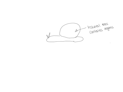 describe-the-three-body-regions-of-a-typical-mollusk-and-indicate-their-importance