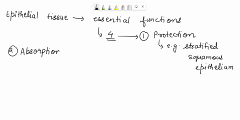 name-four-important-functions-of-epithelial-tissue-and-provide-at-least-one-example-of-a-tissue-73516