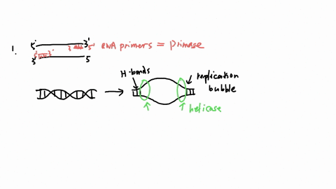 match-the-dna-replication-enzyme-with-the-description-puts-in-short-complementary-rna-prime-choose-primase-dna-polymerase-i-a-different-dna-polymerase-breaks-hydrogen-bonded-base-pairs-helic-17754