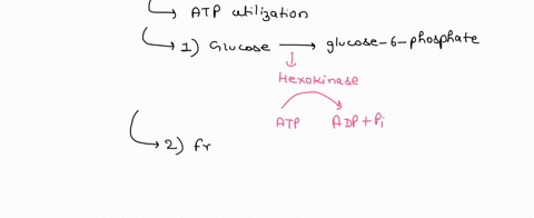 glycolysis-is-often-split-up-into-three-phases-energy-investment-sugar-splitting-and-energy-payoff-during-the-energy-investment-phase-2-atp-are-spent-to-generate-fructose-16-biphosphate-and-08543