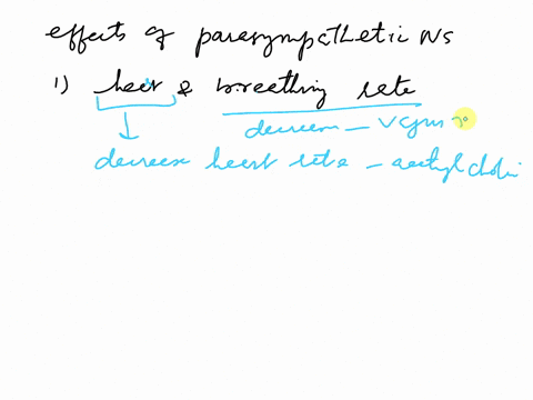what-are-the-effects-of-the-parasympathetic-nervous-system-on-heart-and-breathing-rate-blood-flow-to-skeletal-muscle-blood-flow-to-digestive-system-sweat-gland-secretion-22357