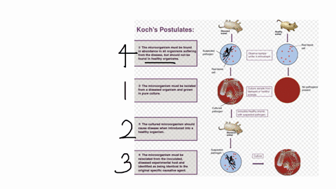 the-following-are-kochs-postulates-in-random-order-which-is-the-correct-order-1-the-suspected-organism-is-grown-in-pure-culture-2-cells-from-a-pure-culture-of-the-suspected-organism-should-cause-disea