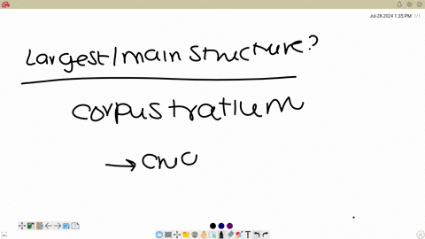 the-part-of-the-basal-ganglia-involved-with-facilitating-involuntary-movement-it-is-the-largest-and-main-structure-of-the-basal-ganglia-group-of-answer-choices-claustrum-corpus-striatum-globus-pallidu