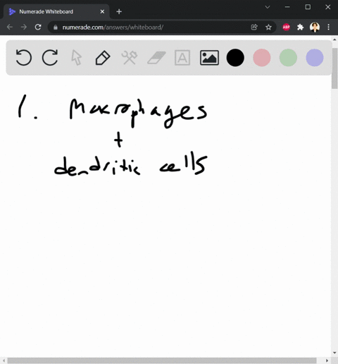 1which-cells-can-function-as-antigen-presenting-cells-for-t-helper-cells-a-dendritic-cells-and-neutrophils-b-neutrophils-and-macrophages-c-macrophages-and-dendritic-cells-d-mast-cells-macrop-56933