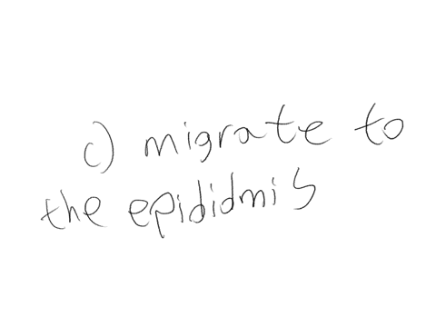 question-4-4-pts-spermatocytes-once-formed-migrate-to-the-qquad-where-they-finish-development-undergo-maturation-processes-qquad-ductus-deferens-raphe-epldidymis-dartos