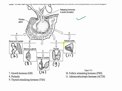 match the hormone with its source gland and action growth hormone ...