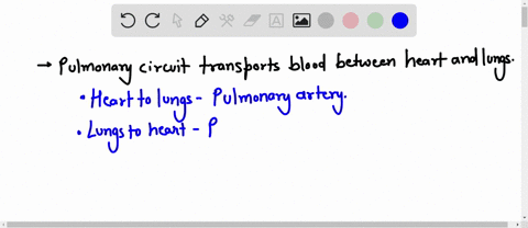 which-of-the-following-is-not-true-a-none-of-the-answers-is-correct-b-the-pulmonary-circuit-of-the-cardiovascular-system-transports-blood-between-the-heart-and-the-lungs-c-the-muscular-layer-of-the-he